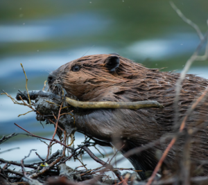 Beaver chewing stick