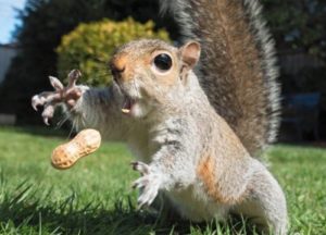 Squirrel catching a peanut