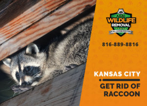 get rid of raccoon kansas city