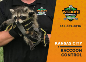 raccoon control kansas city