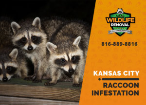 infested by raccoons kansas city