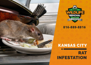 rat infestation signs kansas city
