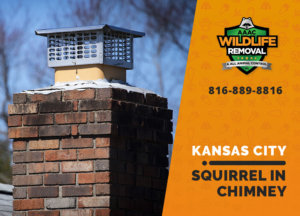 squirrel stuck in chimney kansas city