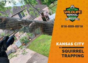 squirrel trapping program kansas city