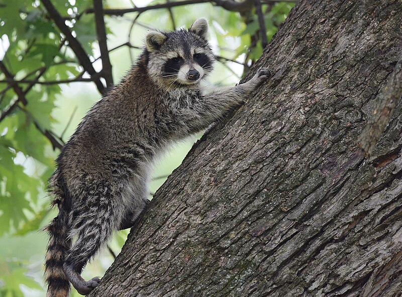 Raccoon Lifespan: How Long Does a Raccoon Live?