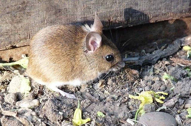 Field Mouse Facts