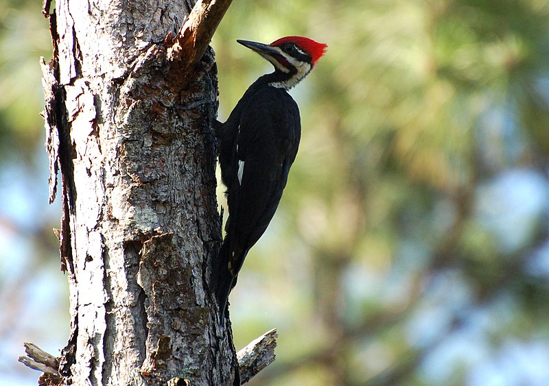 Diseases Humans Can Catch From Bird Droppings