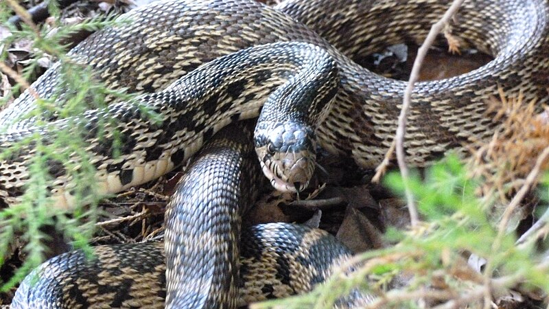 Different Types of Rattlesnakes