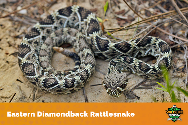 Different Types Of Rattlesnakes - AAAC Wildlife Removal Of Kansas City