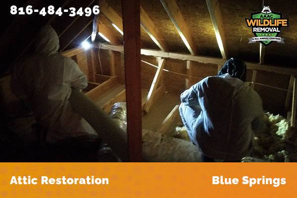Before and After photos of wildlife damage repair in Blue Springs