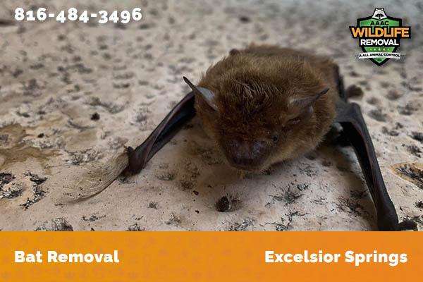 Bat Removal Excelsior Springs