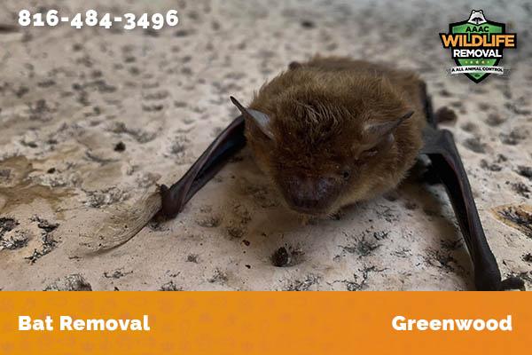 Bat Removal Greenwood