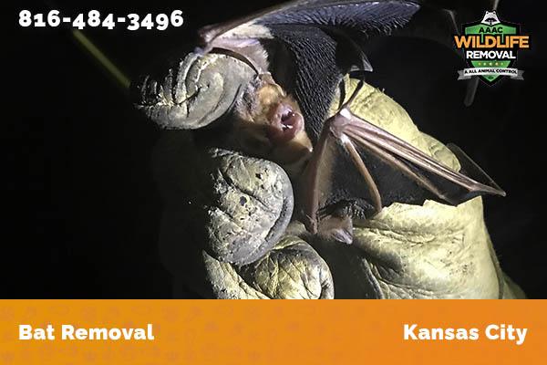 Bat Removal Kansas City