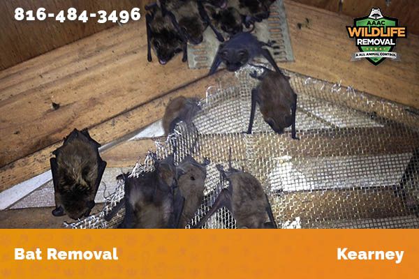 Bat Removal Kearney