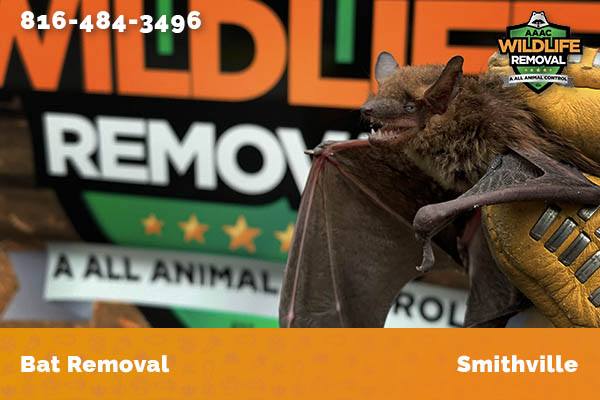 Bat Removal Smithville