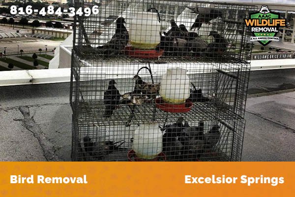 Bird Removal Excelsior Springs