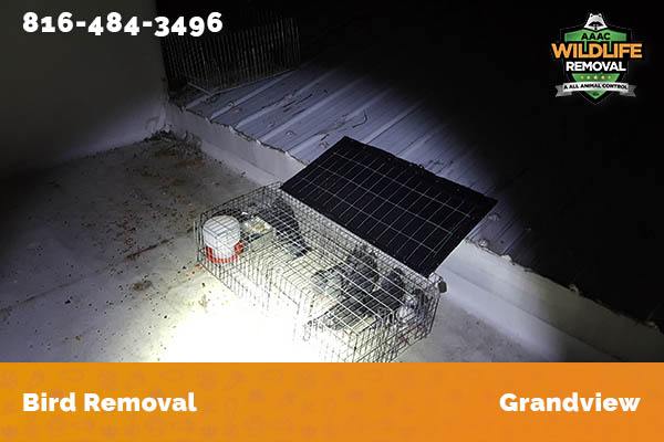 Bird Removal Grandview
