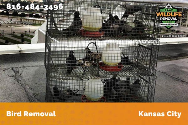 Bird Removal Kansas City