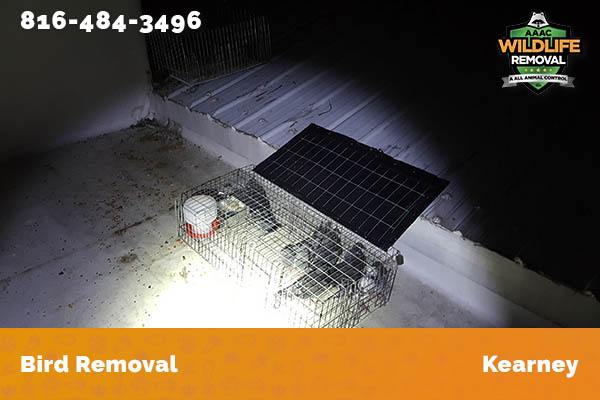 Bird Removal Kearney