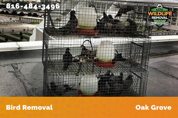 Bird Removal Oak Grove
