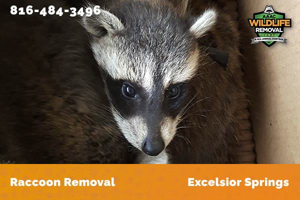 Raccoon Removal Excelsior Springs