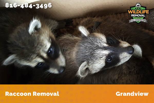 Raccoon Removal Grandview