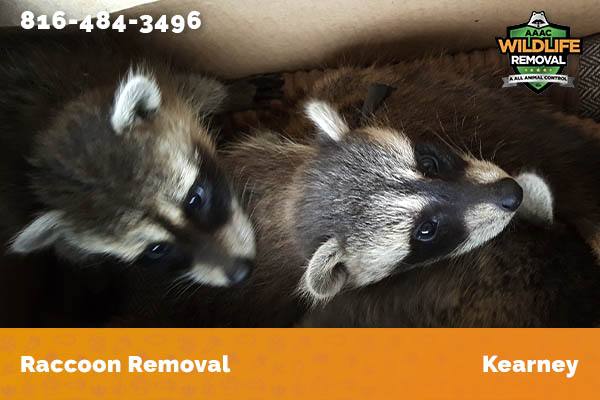 Raccoon Removal Kearney