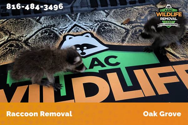 Raccoon Removal Oak Grove