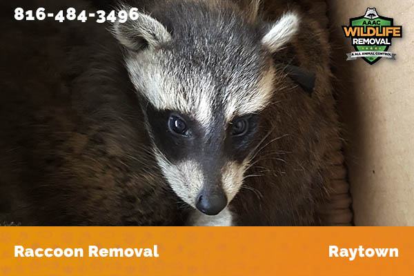Raccoon Removal Raytown