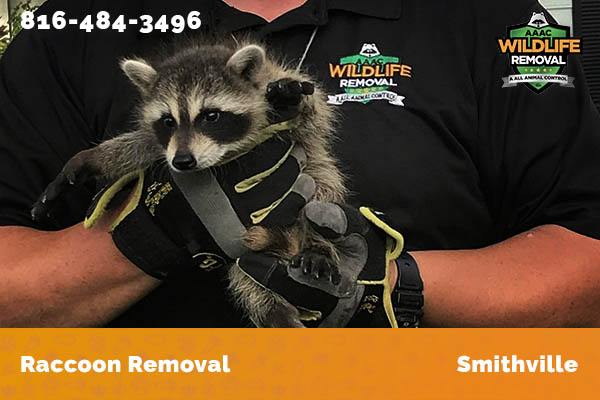 Raccoon Removal Smithville