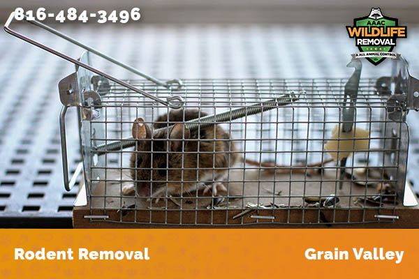Rodent Removal Grain Valley