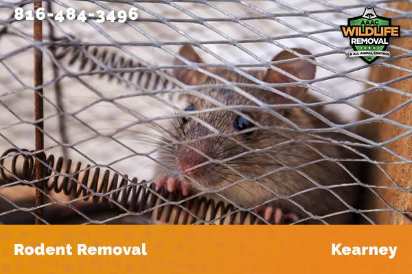 Rodent Removal Kearney