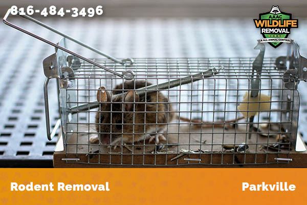 Rodent Removal Parkville