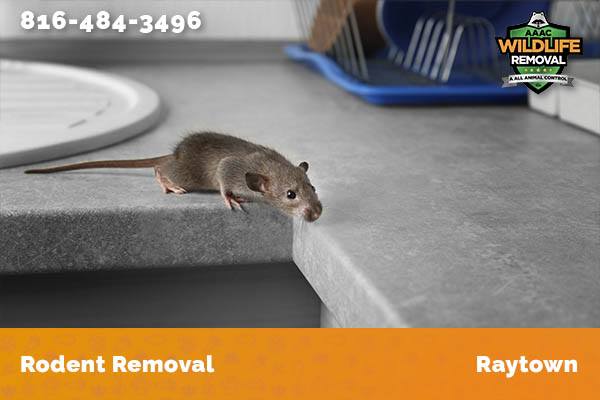 Rodent Removal Raytown