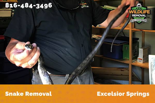 Snake Removal Excelsior Springs
