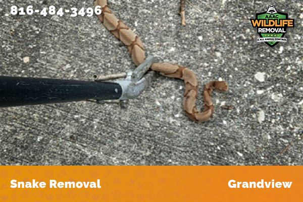 Snake Removal Grandview