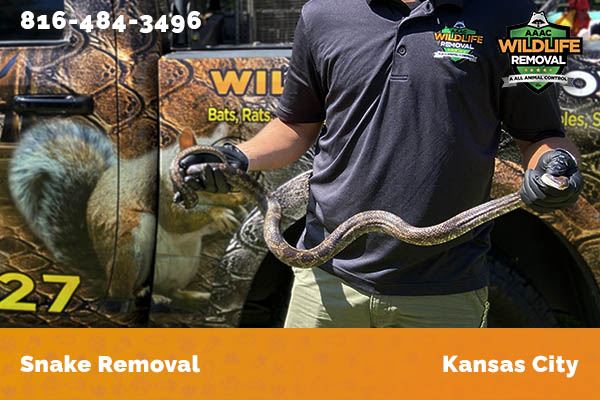 Snake Removal Kansas City