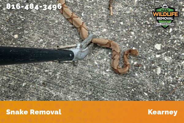 Snake Removal Kearney