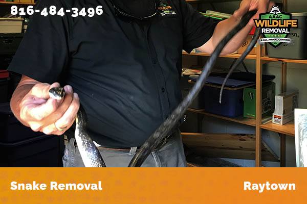 Snake Removal Raytown