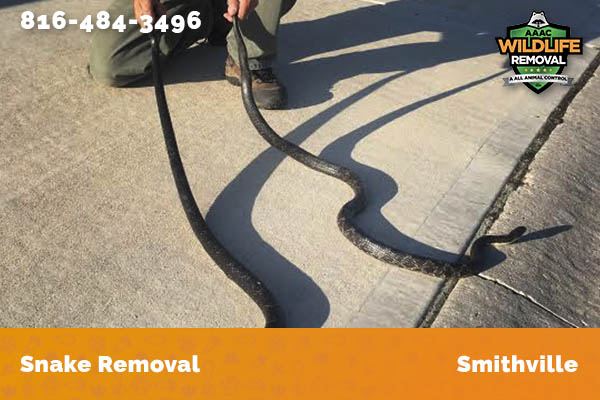 Snake Removal Smithville
