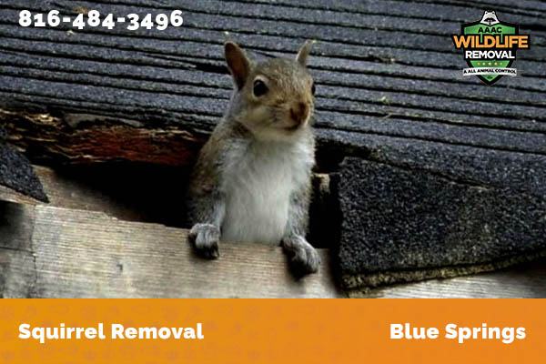Roof Fire caused by squirrels chewing on electrical wires in Blue Springs