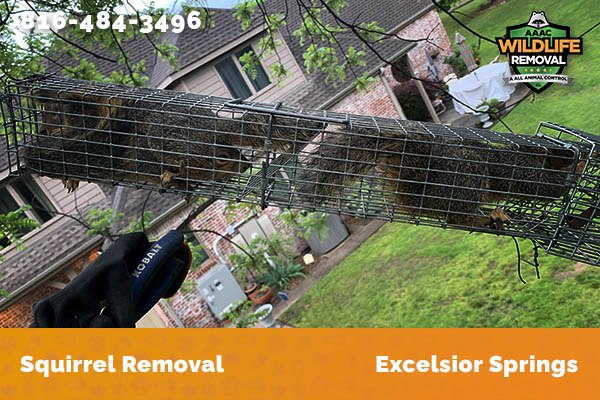 Squirrel Removal Excelsior Springs