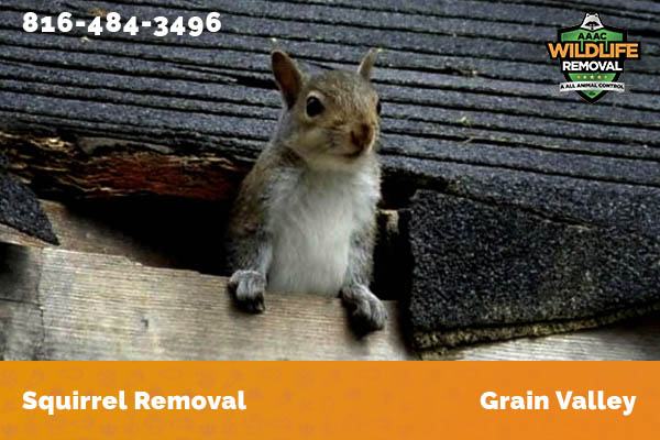 Squirrel Removal Grain Valley