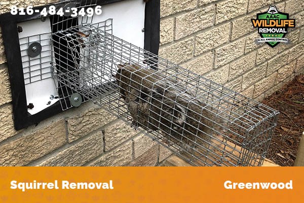 Squirrel Removal Greenwood