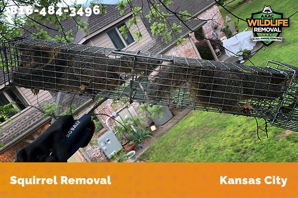 Squirrel Removal Kansas City