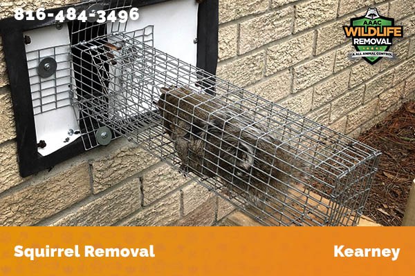 Squirrel Removal Kearney
