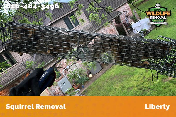 Squirrel Removal Liberty