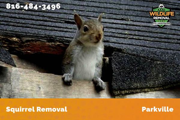 Squirrel Removal Parkville