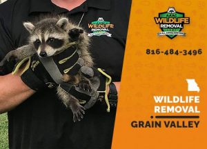Grain Valley Wildlife Removal professional removing pest animal