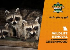 Greenwood Wildlife Removal professional removing pest animal